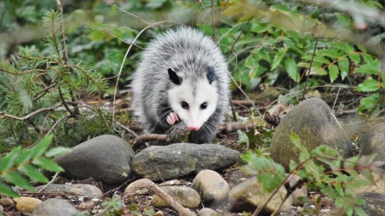 ThemeStage_OPOSSum