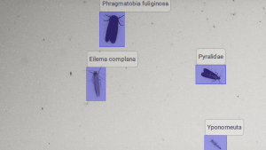 Beispielbestimmungen des aktuellen KI-Systems für den Ausschnitt eines Bild, das mit dem Prototypen der Kamera-Lichtfalle in einem Garten in Jena aufgenommen wurde.