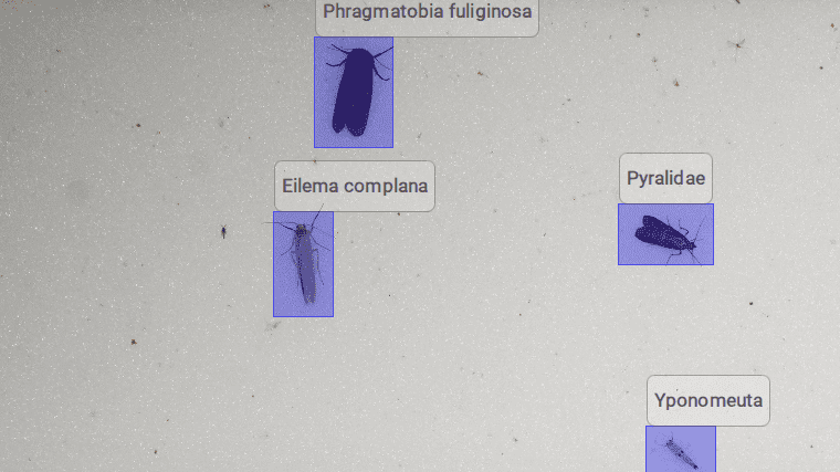 Beispielbestimmungen des aktuellen KI-Systems für den Ausschnitt eines Bild, das mit dem Prototypen der Kamera-Lichtfalle in einem Garten in Jena aufgenommen wurde.